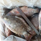Frozen tilapia with professional technical support