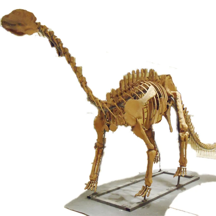 Venta Al Por Mayor Manualidades De Dinosaurios Fosiles Compre