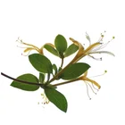 Herb Honeysuckle Herb Granules Of Yiling Lianhua Qingwen Capsule Raw Materials