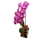 Hot Sale Large Red Flower Orchid Phalaenopsis Flask Seedling K2003
