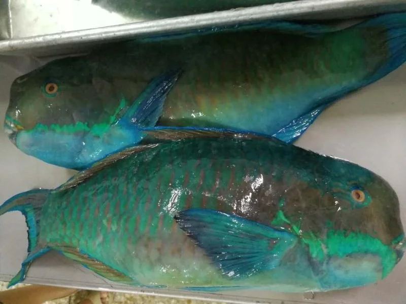 parrot 5.jpg