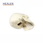 Life Anatomical Plastic Life Size Human Medical Anatomy Skull Model