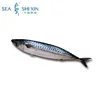 canned seafood wr fresh frozen pacific fish mackerel for sale