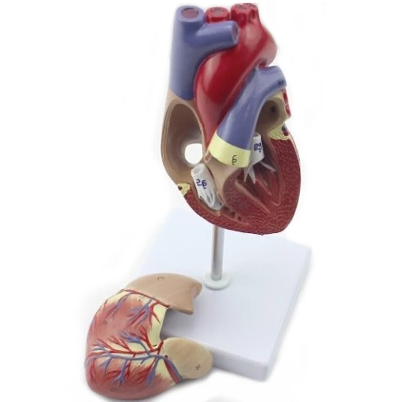 Visceral humana modelo corazón Hígado el bazo de pulmón Riñón el estómago y la vejiga modelo anatómico