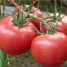 Excellent Red 2 Heat Resistance F1 Tomato Seeds Vegetable Seeds for greenhouse