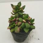 Plants Planters Cactus Small Natural Garden Plants Planters Live Succulents And Cactus