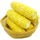 2020 new crop yellow corn for animal feed sweet corn