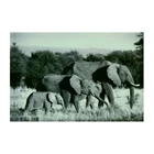 High-resolution wildlife photograph images elephants Print