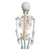 /product-detail/170cm-pvc-material-human-body-manikins-with-main-arteries-and-spinal-nerves-human-skeleton-model-62374001235.html