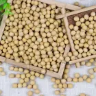 Soya Bean Soybean Premium Grade Origin China Organic Non Gmo Soya Bean