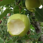 2020 New China Fresh Pear Farm Pear