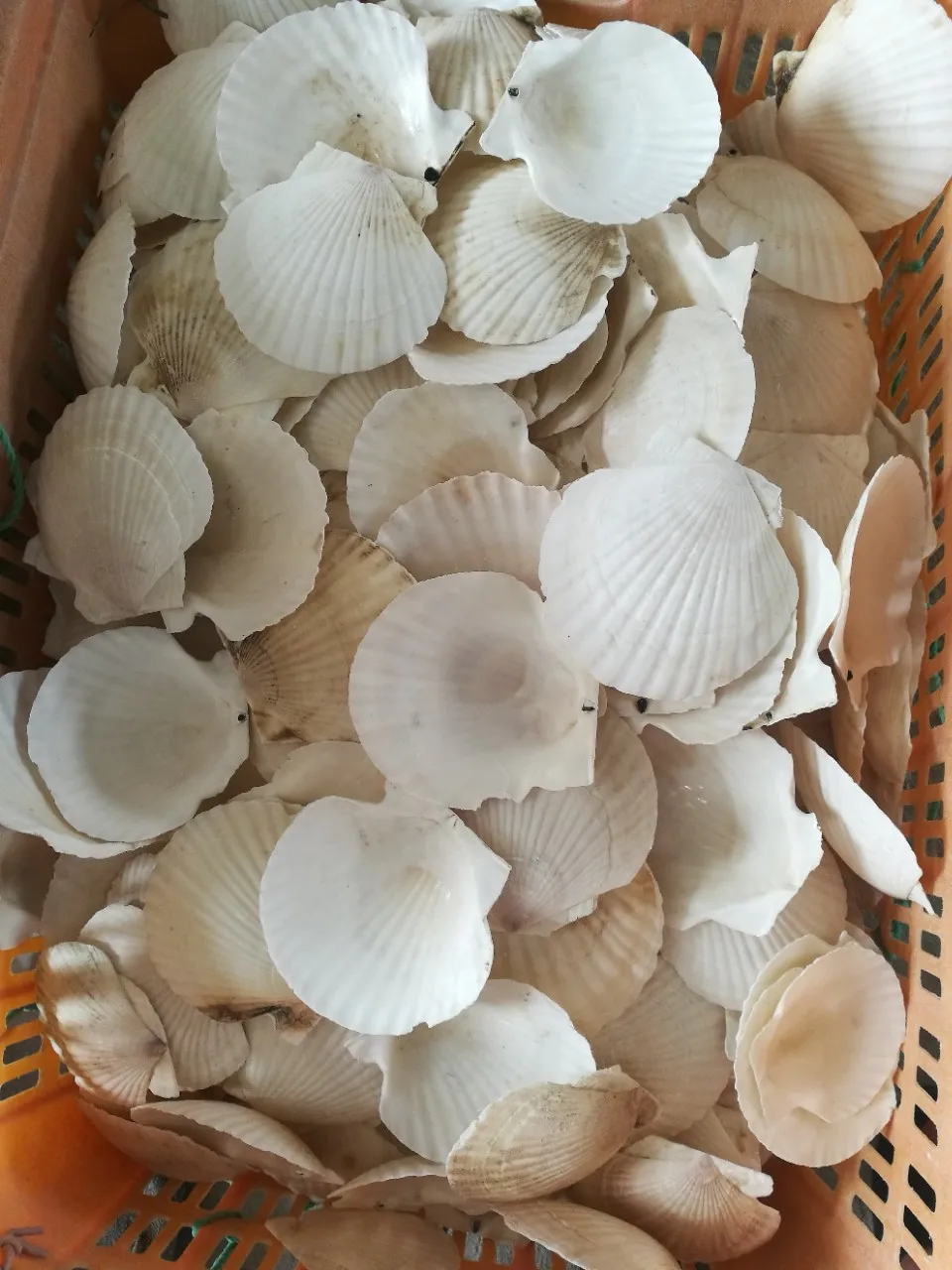 Scallop Shell66.jpg