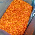 Top quality iqf frozen sea buckthorn for juice