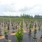 china factory supply weed control mat ground cover net for garden