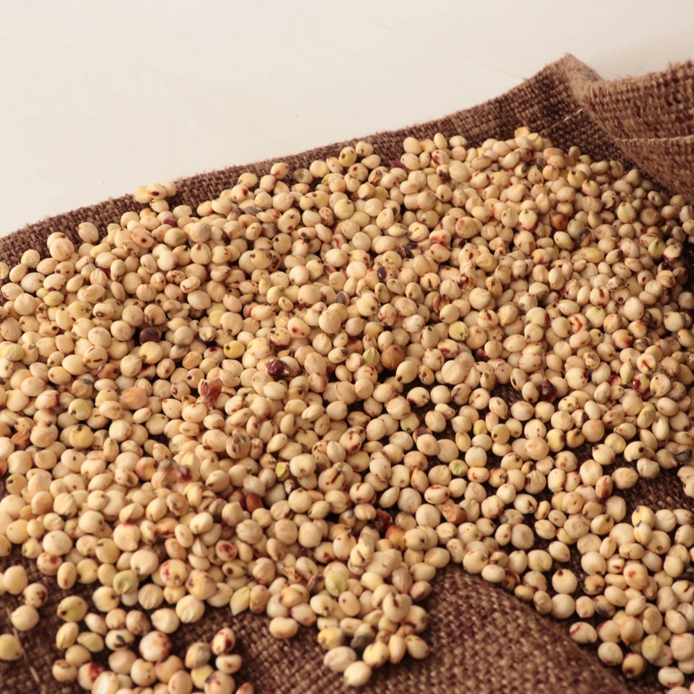 White Milo Sorghum Grains Sorghum Price Per Ton Buy White Sorghum