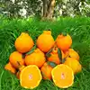 /product-detail/export-fresh-honey-navel-oranges-for-sale-japanese-hybrid-orange-62283748915.html