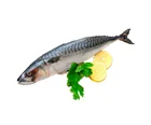 Whole Round Frozen Mackerel Fish 400g-600g/pcs for Market Cheapest Price Sea Bulk Packaging