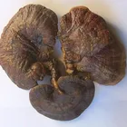 Herb Ling Zhi Chinese Herb Ganoderma Lucidum