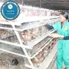 /product-detail/hen-cage-chicken-coop-chocadeira-de-ovos-de-galinha-cage-brooder-hen-eggs-guangzhou-factory--62275704603.html