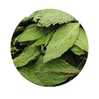Spearmint Tea Tea Organic Healthy Wild Mint Leaf Spearmint Peppermint Wintermint Tea Leave Slimming