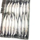Cheap frozen mackerel prices 150-200g/pcs size fish pacific mackerel for sale