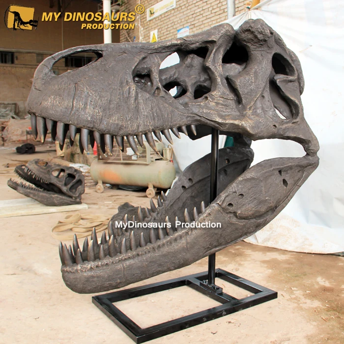 1.6m Trex Skull 1.jpg