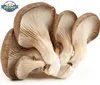 /product-detail/detan-oyster-mushroom-spawn-60732640988.html