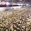 Wholesale automatic poultry feeding system for broiler in chicken farm