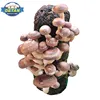 /product-detail/detan-2019-hot-sale-wholesale-shiitake-mushroom-spawn-grow-bags-bulk-sale-for-agriculture-62226619536.html