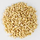 Pine Nuts Pine Nuts The Factory Wholesale Pine Nuts Organic