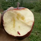 Wholesale Top Quality Low pesticide residues Fresh Fruit HuaNiu apples