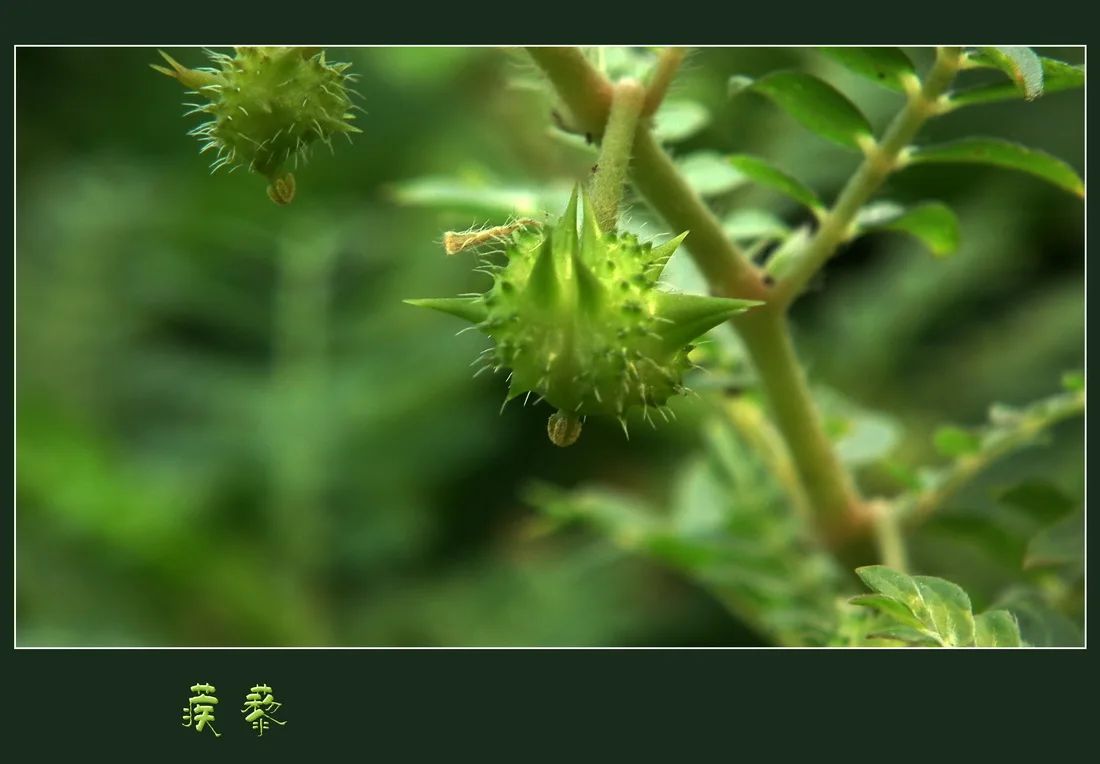 所有行业 医疗保健 提取物 植物精华 草本精华 tribreb