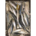 Seafood Nutritious Frozen Malaysian mackerel