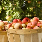 Apples Fruit Apple` Whole Sweet Chinese High Quality Fresh Royal Apples Farm Fruit Market Prices Gala Apple`