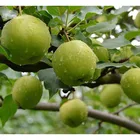 Pears Pear Organic Pears With Thin Skin And Thick Meat Crisp Sweet And Juicy Crisp Pear Organic Pear