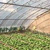 High Quality Greenhouse Polythene Film 200 Micron Greenhouse Film Lock Zigzag Wire And Profile