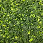 fresh IQF frozen chopped spinach frozen spinach dice