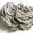 Natural coriolus versicolor mushroom extract powder coriolus versicolor extract