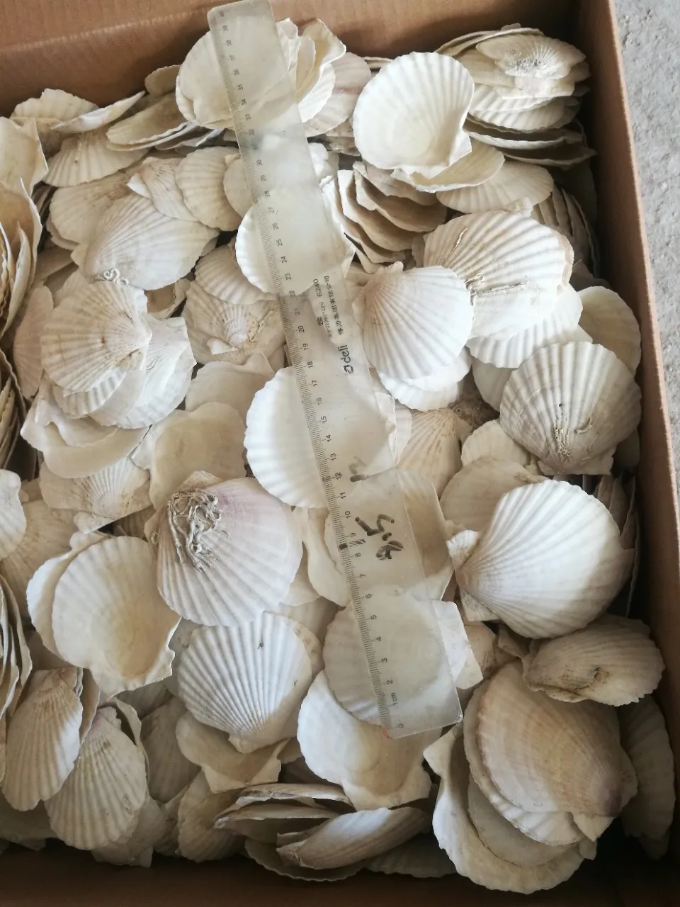 Scallop Shell110.jpg