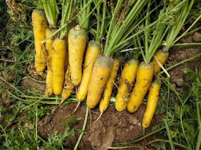 fresh vegetable chinese radish /fresh carrot with