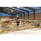 Shed Easy Installation Light Steel Structure Dairy Farm Steel Structure Cow Shed