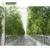 /product-detail/greenday-agriculture-greenhouse-tent-with-plastic-film-for-sale-62311407004.html