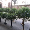 /product-detail/factory-supplied-artificial-ficus-banyan-trees-for-wedding-62229067246.html
