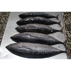 15kgs Sea Frozen Whole Round Bonito Tuna For Sale