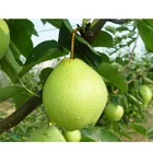 china pear fresh crystal pear fruit