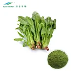 Pure Spinach Extract,Spinach Powder Extract 10:1 20:1