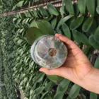 Fresh Medium 2.5 Inch Tissue Culture Phalaenopsis Orchid Nursery Plant Seedling