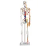 /product-detail/human-85cm-skeleton-with-nerves-and-blood-vessels-school-medical-teaching-model-bc1025-02b-62388074442.html