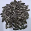 5009 type sunflower seeds