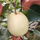 Pears Pear Wholesale Sweet High Quality Pear_fruit Pears Fruit Pear